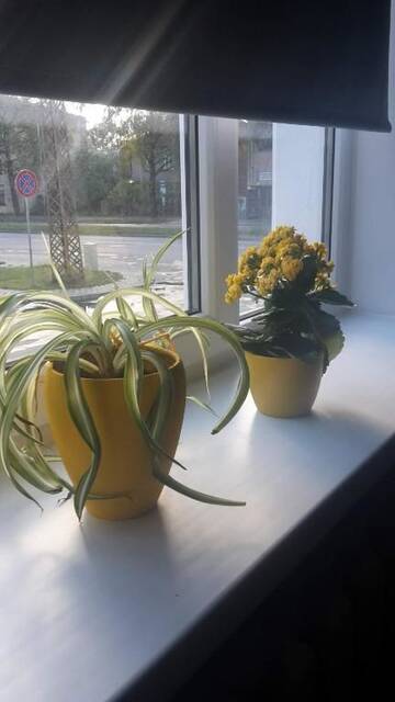 Фото номера Апартаменты Апартаменты Apartment "Flowers" г. Рига 44