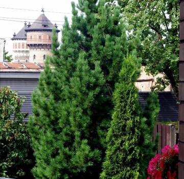 Фото Гостевой дом Svētku Villa 450m 2km from old town г. Рига 2
